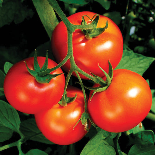 Tomato Long Keeper