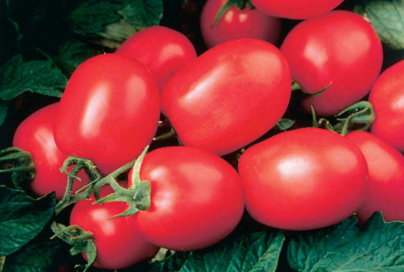 Tomato Health Kick (70 Days)