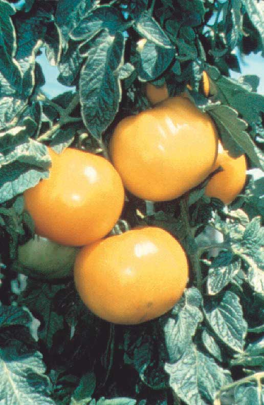 Lower Acid Tomato Lemon Boy (50 Days) - 2290A