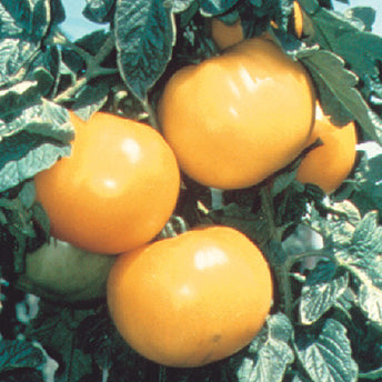 Lower Acid Tomato Lemon Boy (50 Days) - 2290A