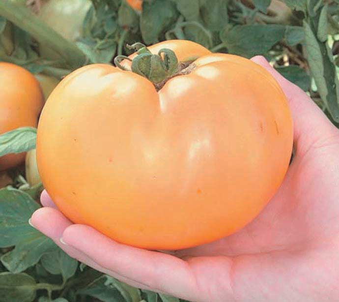 Tomato Carolina Gold (71 Days) - 2292A