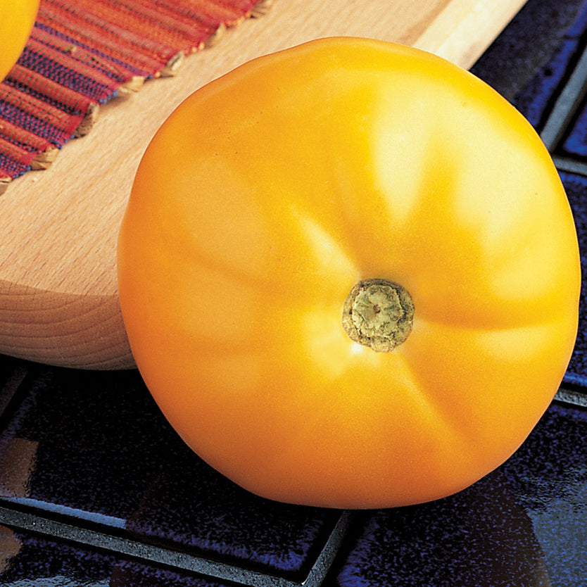 Tomate Carolina Gold (71 Tage)