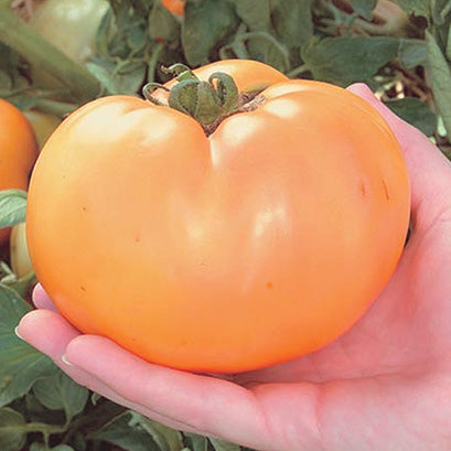 Tomato Carolina Gold (71 Days) - 2292A