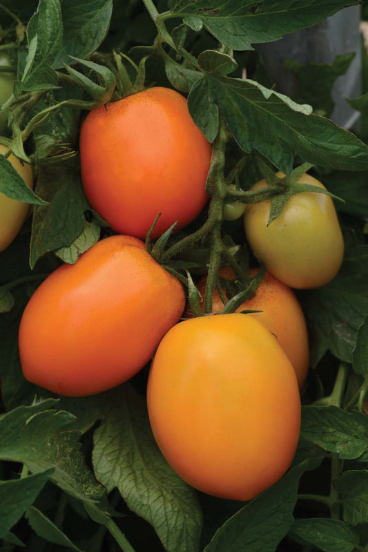 Tomato Sunrise Sauce (60 Days) - 2294A