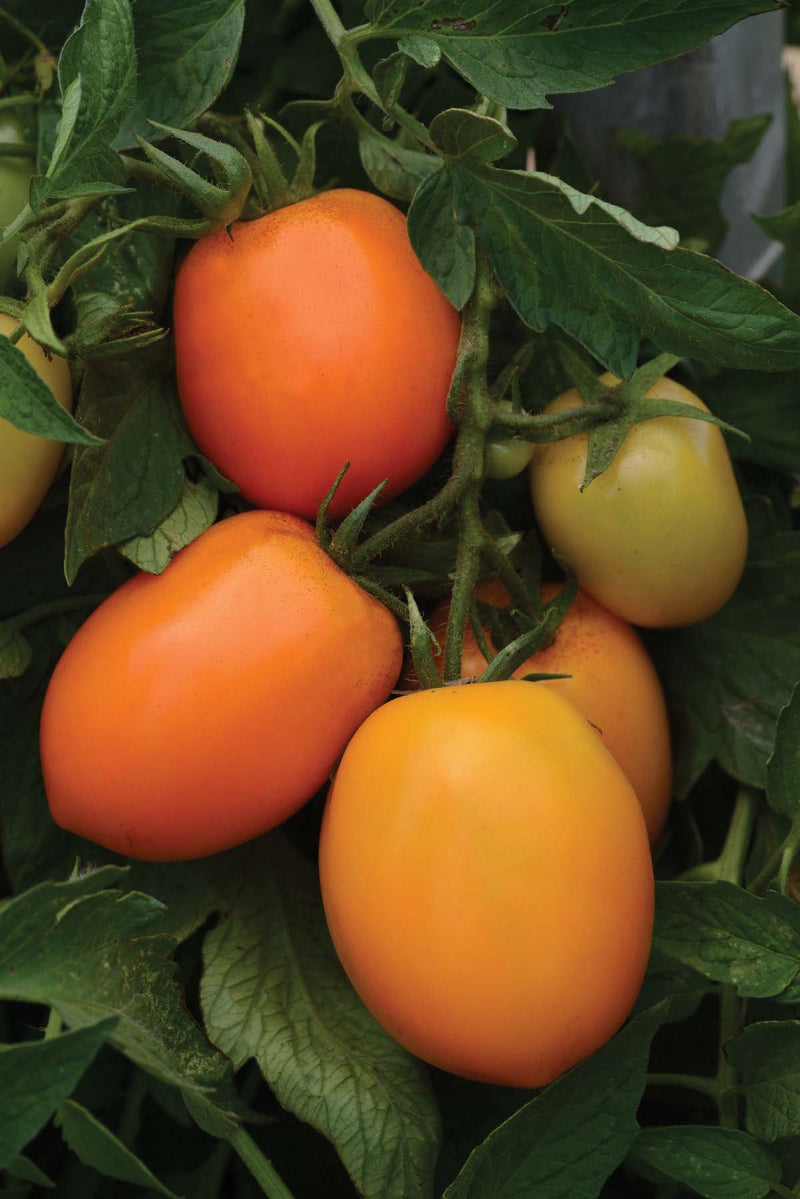 Tomato Sunrise Sauce (60 Days) - 2294A