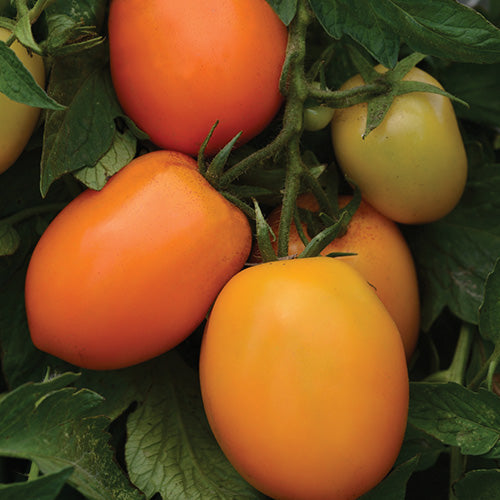 Tomato Sunrise Sauce (60 Days) - 2294A