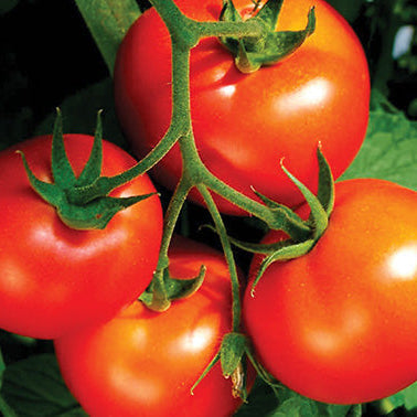Tomato Celebrity (66 Days) - 2300A