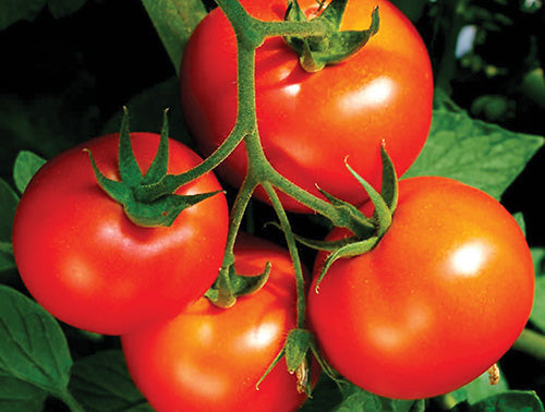 Tomato Celebrity (66 Days) - 2300A