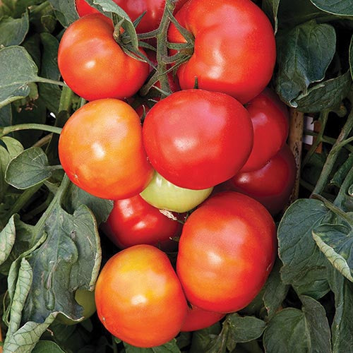 Tomato Big League Hyb(68 Days) - 2307A