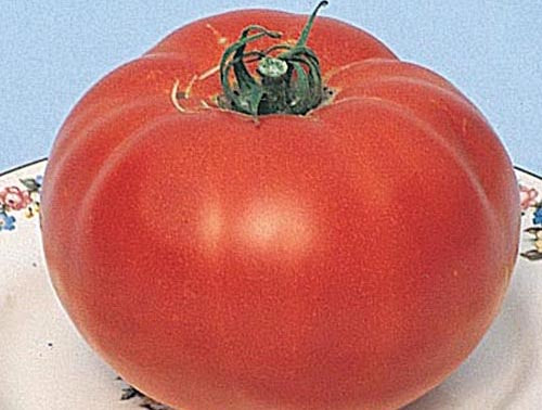 Tomato Bush Beefsteak (62 Days) - 2308A