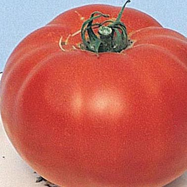 Tomato Bush Beefsteak (62 Days) - 2308A