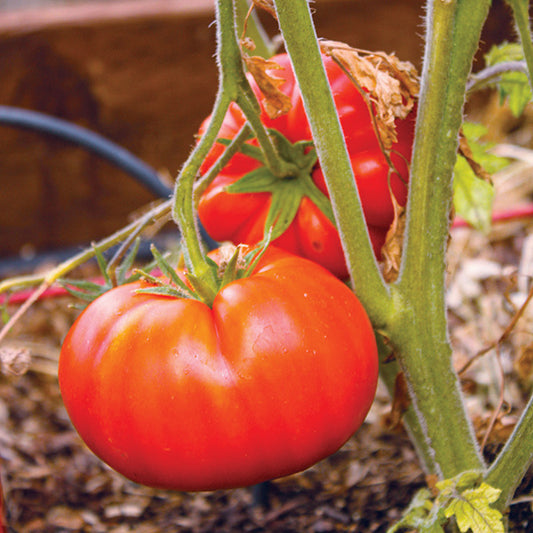 Tomate "Beefsteak" (Busch, 62 Tage)