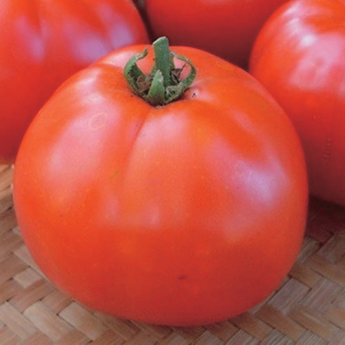 Tomato Manitoba (60 Days) - 2312A