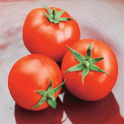 Tomato Centennial Rocket (50 Days) - 2315A