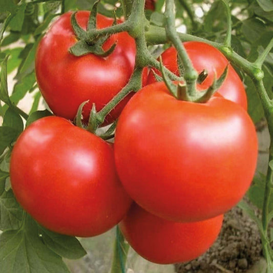 Evan's Xtra Early (57 Days) - 2318A