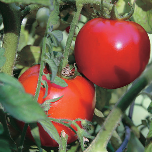 Staking Tomato Early Girl Hybrid (55 Days) - 2320A