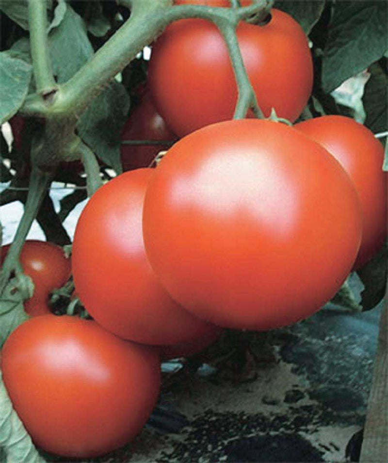 Tomato Primo Red (64 Days) - 2327A