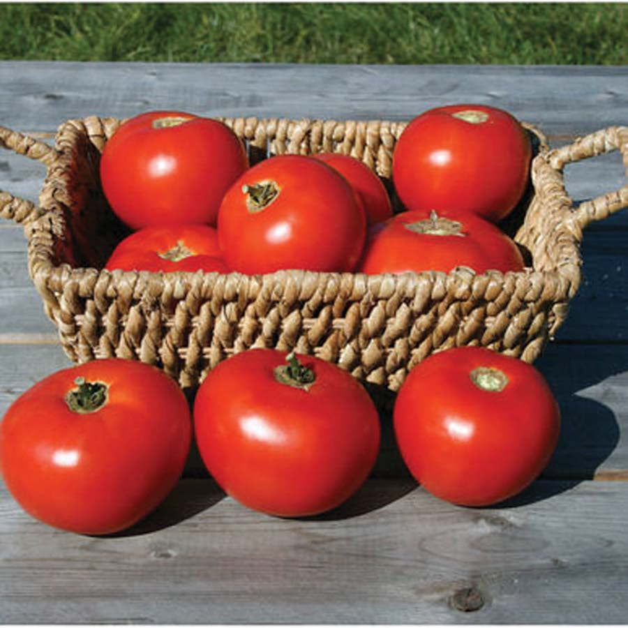 Tomato Mountain Fresh (72 Days) - 2328A