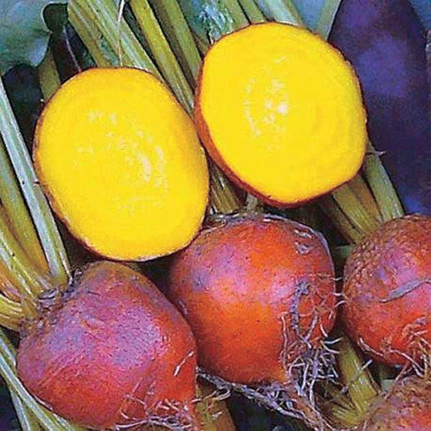 Beet Boldor (55 Days) - 233A