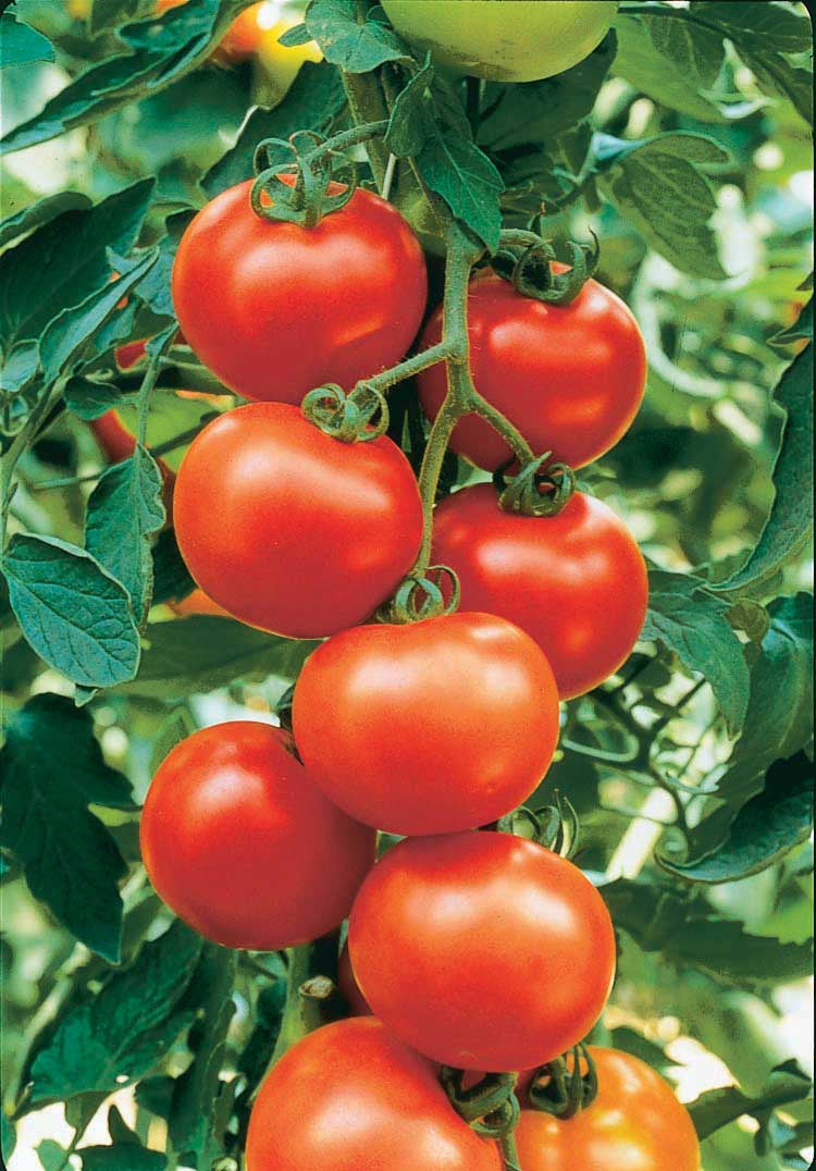 Tomato Carmello Hyb. (70 Days) - 2335A