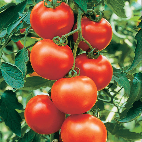 Tomato Carmello Hyb. (70 Days) - 2335A