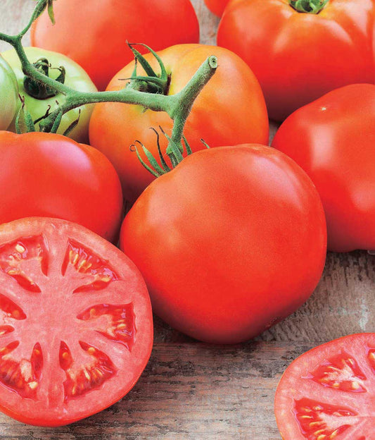 Tomato Pink A Licious (73 Days) - 2338A