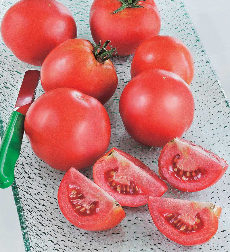 Tomato New Girl (62 Days) - 2340A