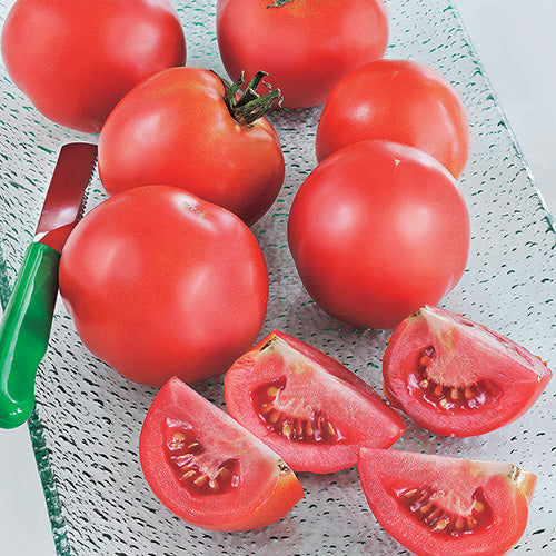 Tomato New Girl (62 Days) - 2340A