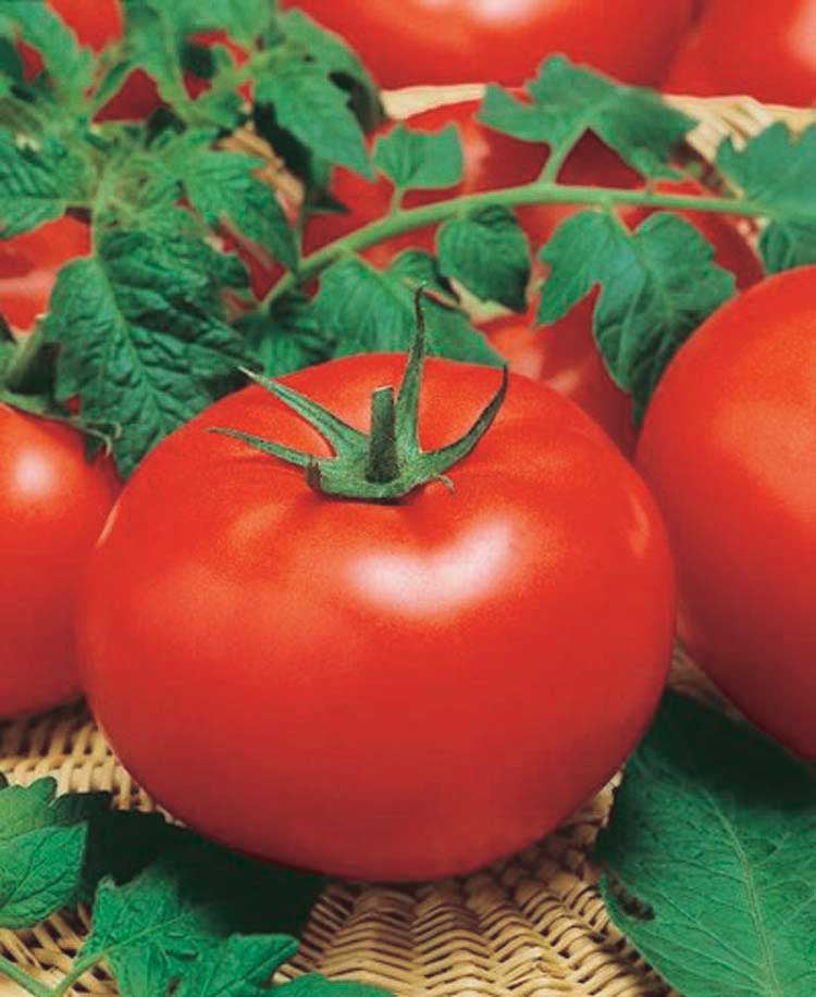 Staking Tomato Big Beef Hybrid (70 Days) - 2345A