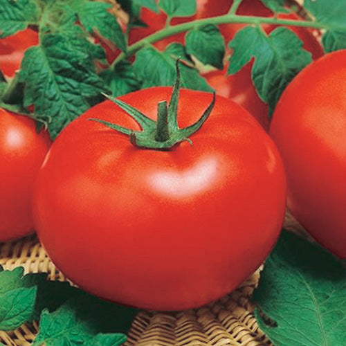 Staking Tomato Big Beef Hybrid (70 Days) - 2345A