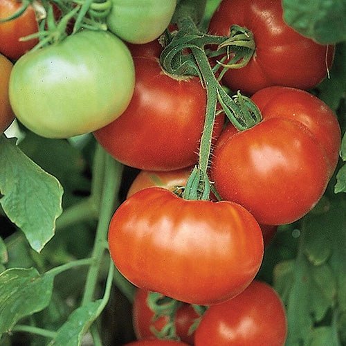 Tomato Super Fantastic (70 Days) - 2349A