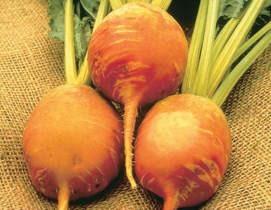 Beet Yellow Detroit (55 Days) - 235A