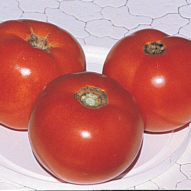 Tomato Charlie's Red Staker (65 Days)