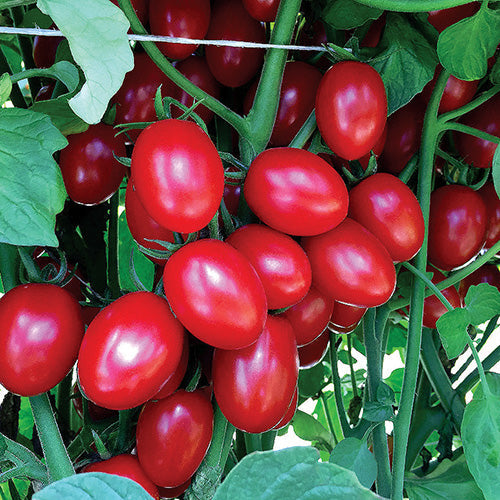 Tomato Ruby Crush (65-70 Days) - 2356A