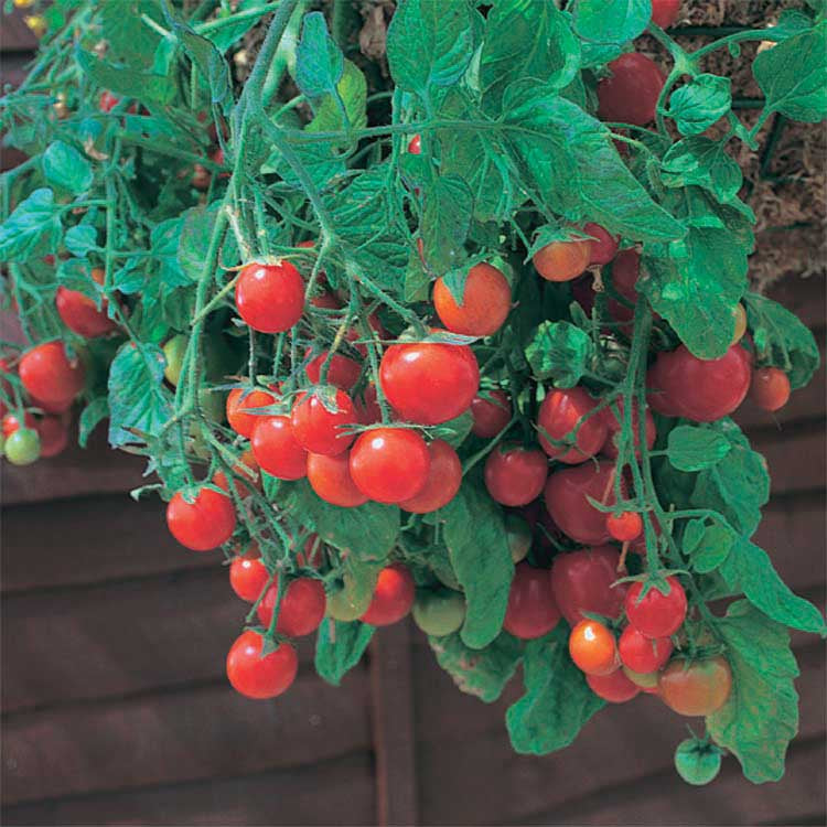 Tomato Tumbling Red (65 Days) - 2358A
