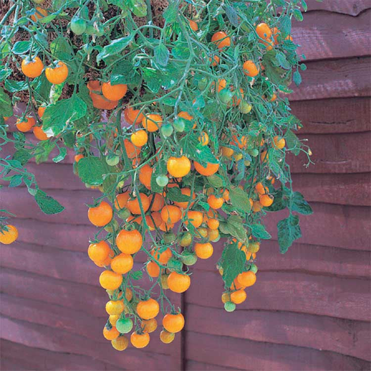 Tomato Tumbling Yellow (65 Days) - 2359A