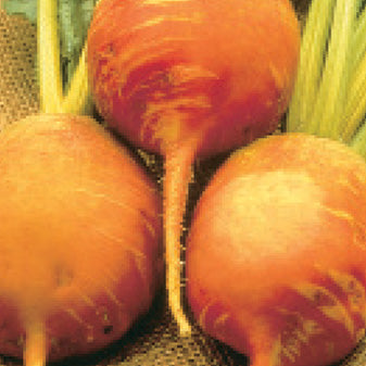 Beet Yellow Detroit (55 Days)