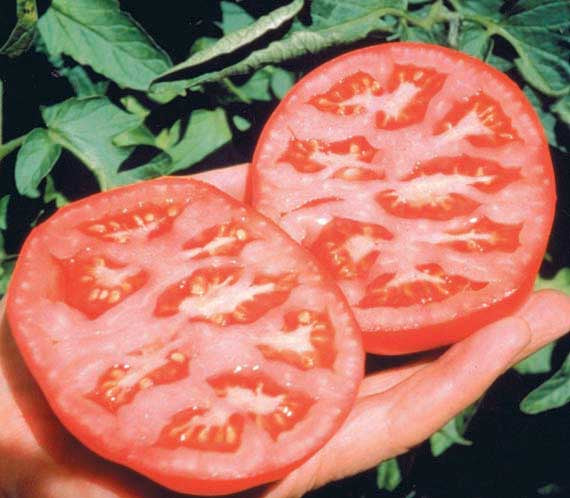 Tomato Better Boy Hyb. (70 Days) - 2360A