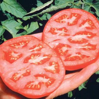 Tomato Better Boy Hyb. (70 Days) - 2360A