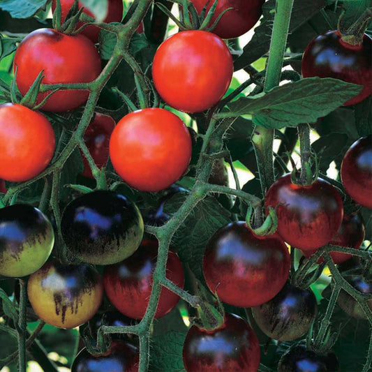 Tomato Midnight Snack Hyb (70 Days) - 2362A