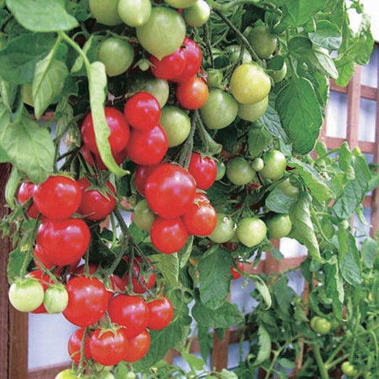 Tomato Tumbler (60 Days) - 2363A