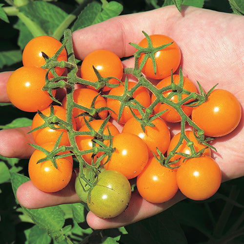 Cherry Tomato Sunsugar (60 Days) - 2368A
