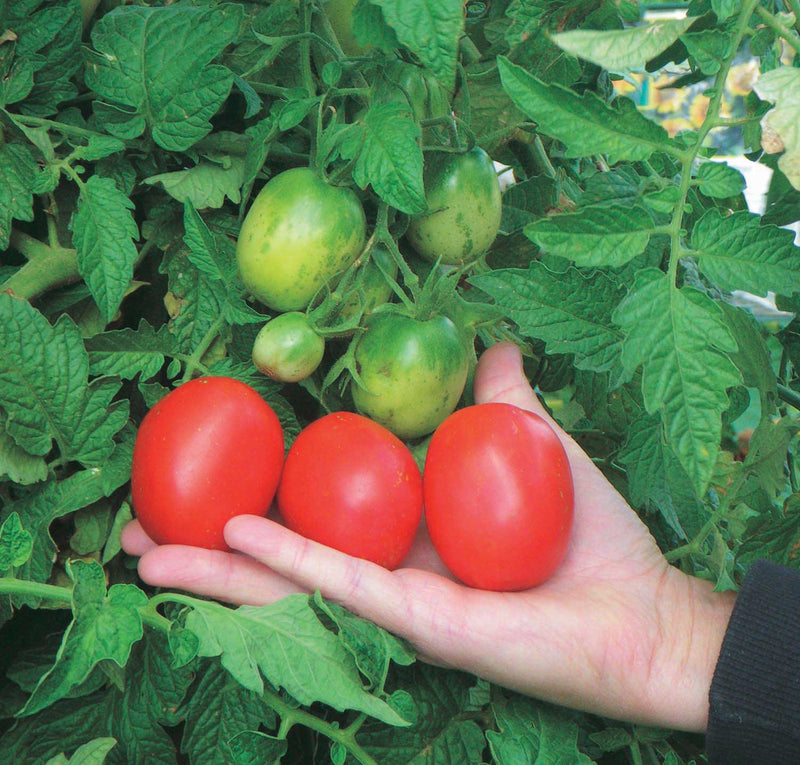 Tomato Elizabeth (60 Days) - 2369A