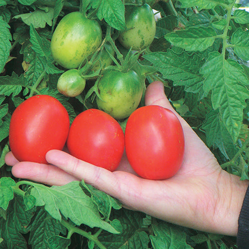 Tomato Elizabeth (60 Days) - 2369A