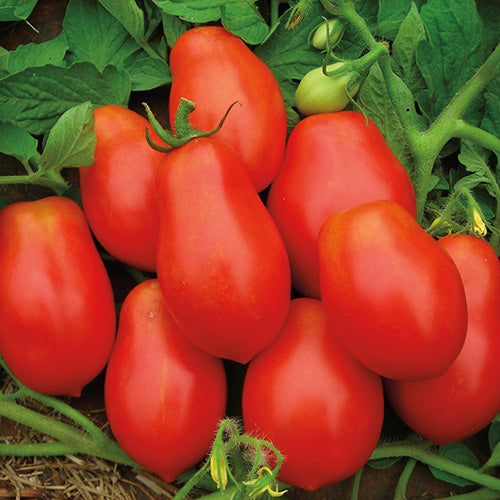 Paste Tomato Mamma Mia Hybrid (60 Days) - 2370A