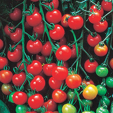 Tomato Super Swt 100 (65 Days) - 2371A