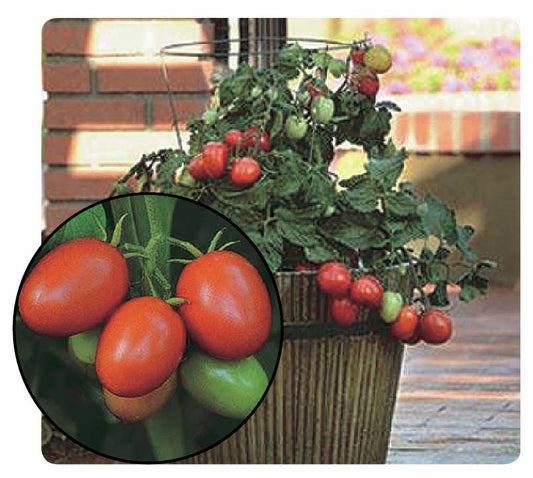 Tomato Little Napoli (65 Days) - 2372A