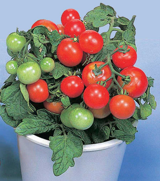 Tomato Red Robin (55 Days) - 2373A