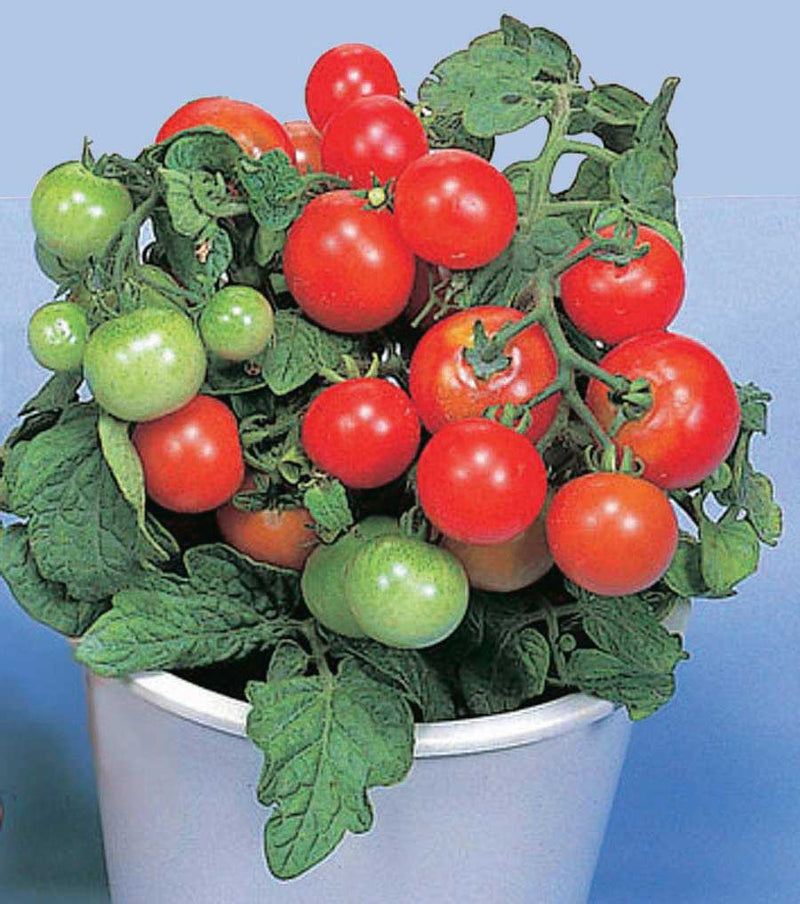 Tomato Red Robin (55 Days) - 2373A