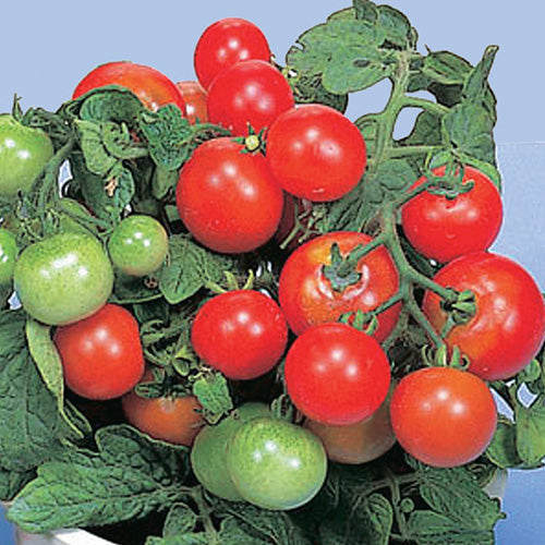 Tomato Red Robin (55 Days)